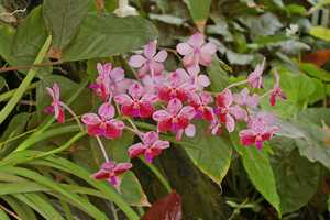 Orchid Society