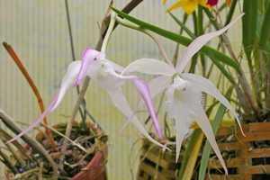 Orchid Society
