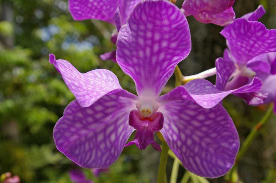 Orchidee