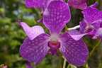 Orchidee