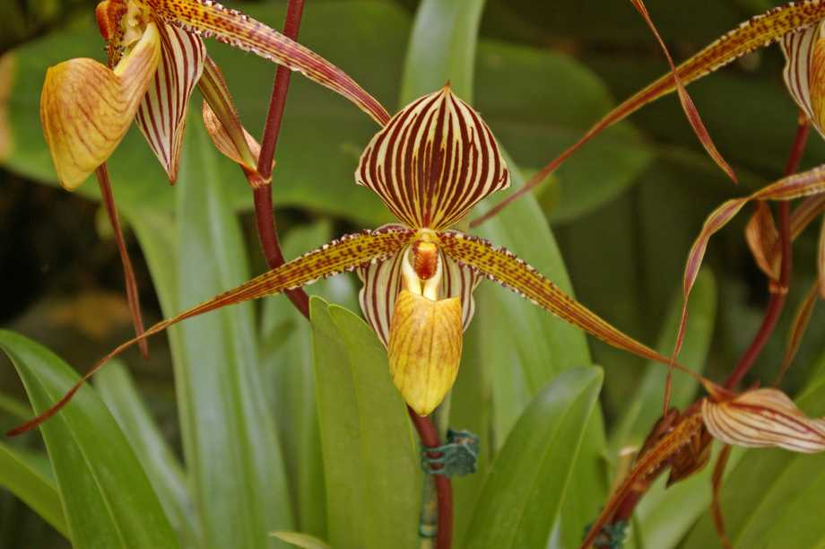 Orchidee