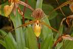 Orchidee