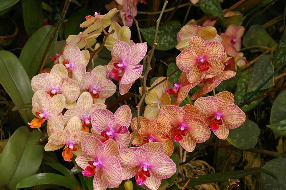 Orchidee
