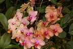 Orchidee
