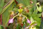 Orchidee