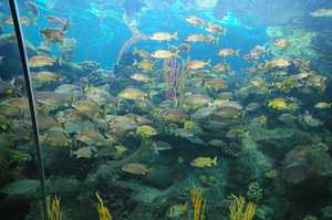 Aquarium