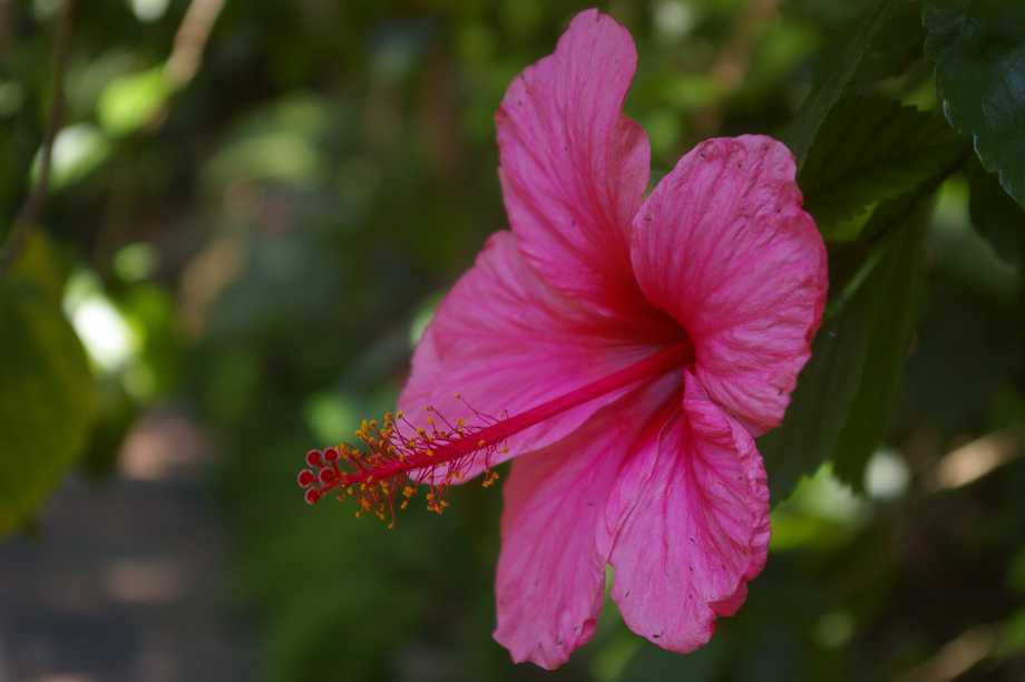 Sunken Gardens