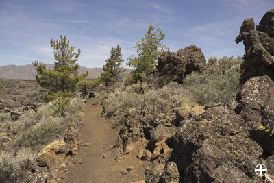 Tree Molds Trail