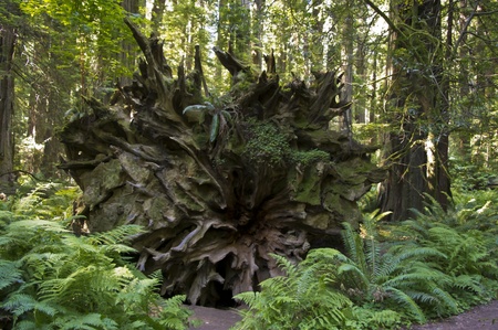 Avenue of the Giants