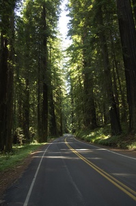 Avenue of the Giants
