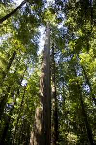Avenue of the Giants