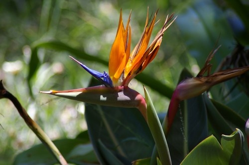 Botanical Garden