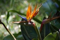 Botanical Garden