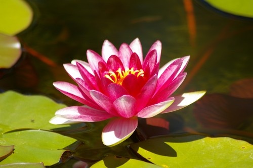 Botanical Garden