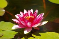 Botanical Garden