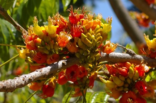 Botanical Garden