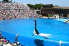 Orca Show