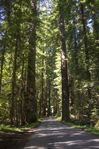 Ave of the Giants