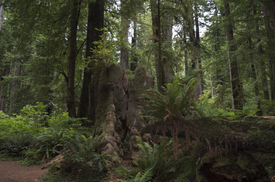 Redwood NP