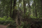 Redwood NP