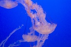 Monterey Bay Aquarium