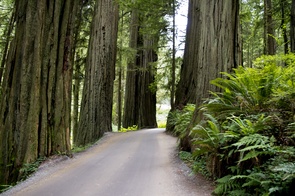 Howland Hill Road
