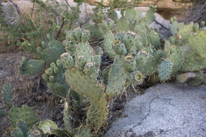 Joshua Tree NP Barker Dam Trail