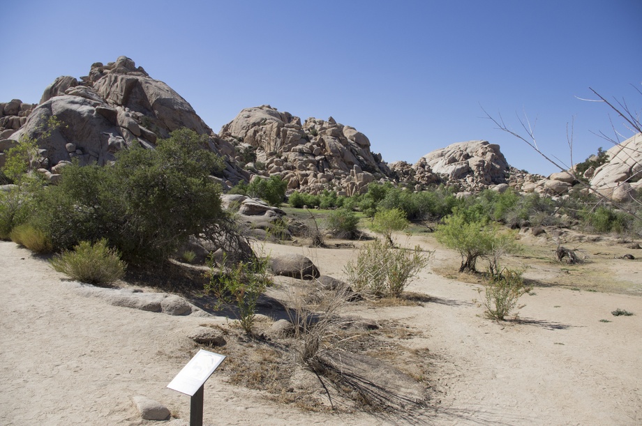 Joshua Tree Nationalpark