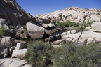 Joshua Tree Nationalpark