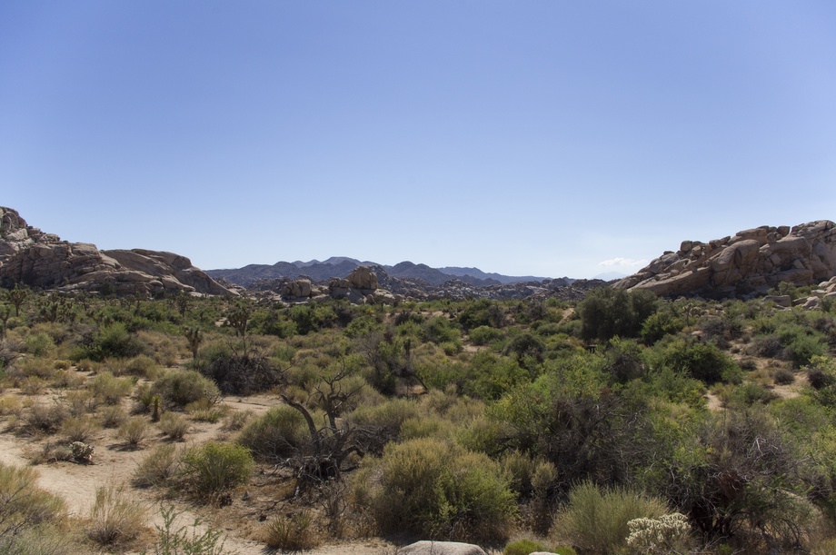 Joshua Tree Nationalpark