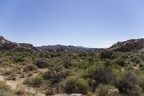Joshua Tree Nationalpark