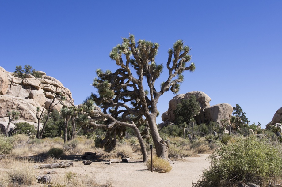 Joshua Tree Nationalpark