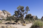 Joshua Tree Nationalpark
