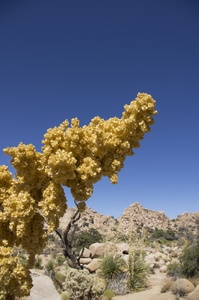 Joshua Tree NP Hidden Valley Trail