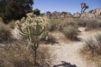 Joshua Tree Nationalpark