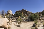 Joshua Tree Nationalpark