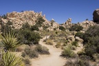 Joshua Tree Nationalpark