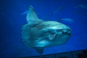 Monterey Bay Aquarium