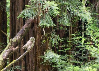 Muir Woods Eule