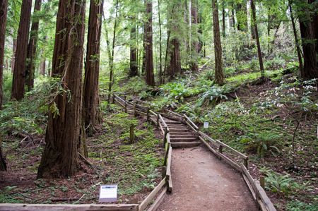 Muir Woods Wanderweg