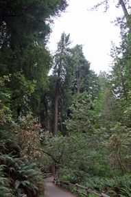 Muir Woods NP