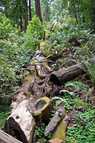 Muir Woods NM