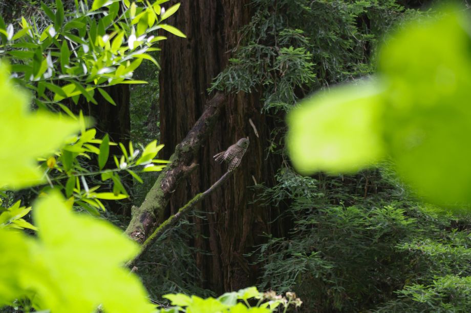 Muir Woods