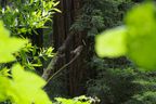 Muir Woods