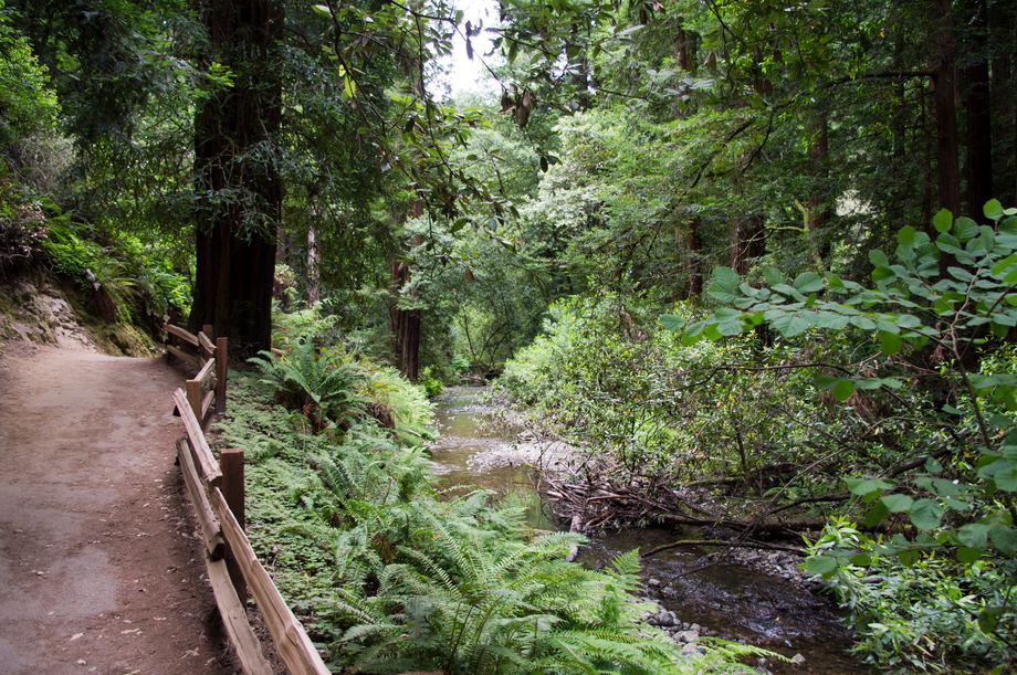 Muir Woods