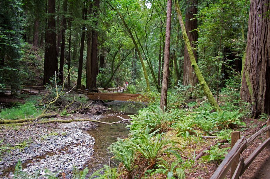Muir Woods