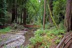 Muir Woods