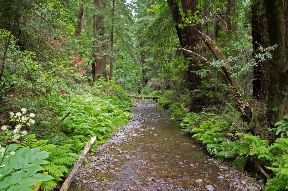 Muir Woods