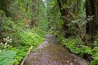 Muir Woods