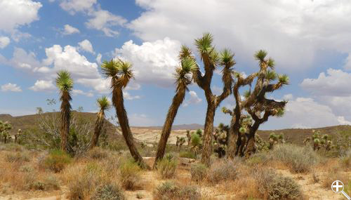 Kakteen im Red Rock Canyon